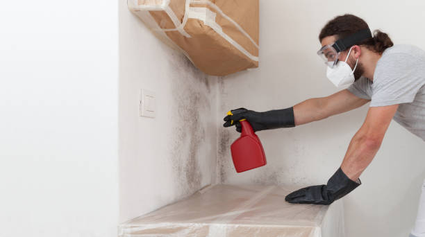 Basement Mold Remediation treatment on basement walls in Camden