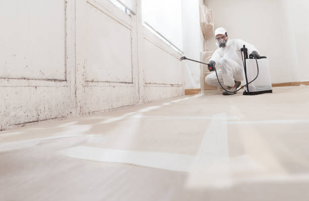 Black mold remediation team in Camden